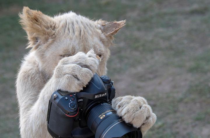 南非数头小狮子“客串”摄影师 好奇摆弄相机